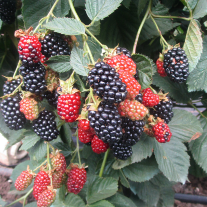 Небеса могут подождать, саженцы ежевики blackberry heaven can wait