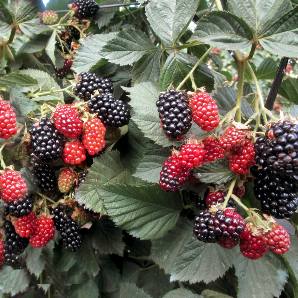 Небеса могут подождать, саженцы ежевики blackberry heaven can wait