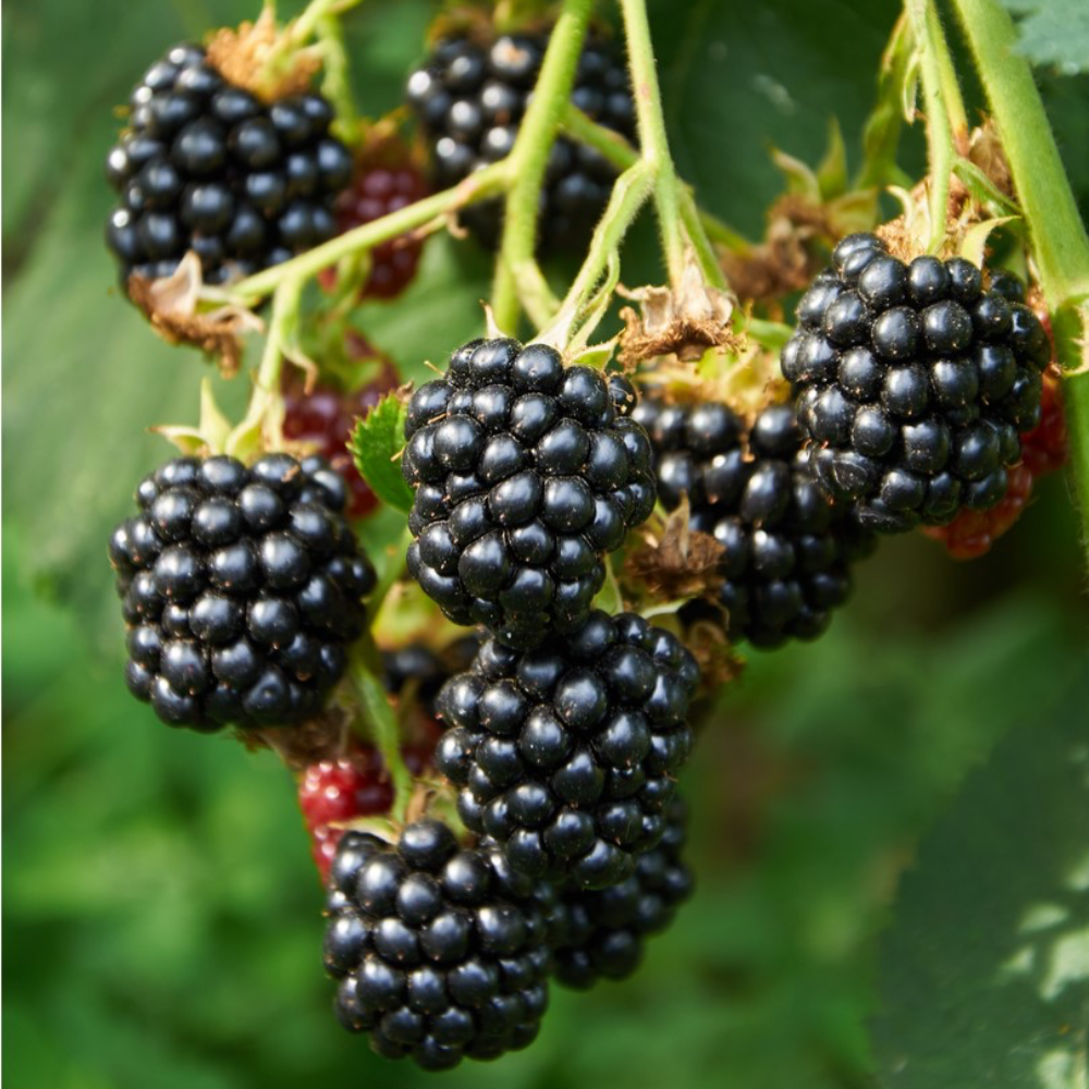 Тройная Корона ( triple crown ) саженцы ежевики blackberry triple crown