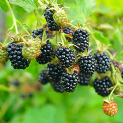 Тройная Корона ( triple crown ) саженцы ежевики blackberry triple crown