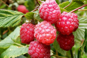 Глен Эмпл ( Glen Ample), малина штамбовая, саженцы raspberry glen ample