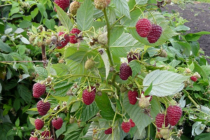 Жар Птица, саженцы малина raspberry jar ptiza