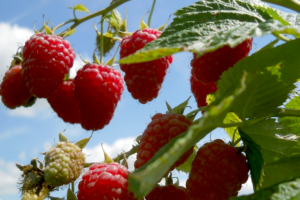 Краса России, саженцы малины raspberry krasa rosii