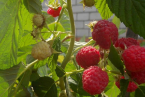 Крепыш, малина штамбовая, саженцы raspberry krepush