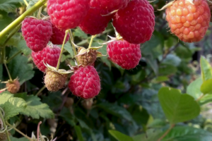 Новость Кузьмина, саженцы малины raspberry novost kuzmina