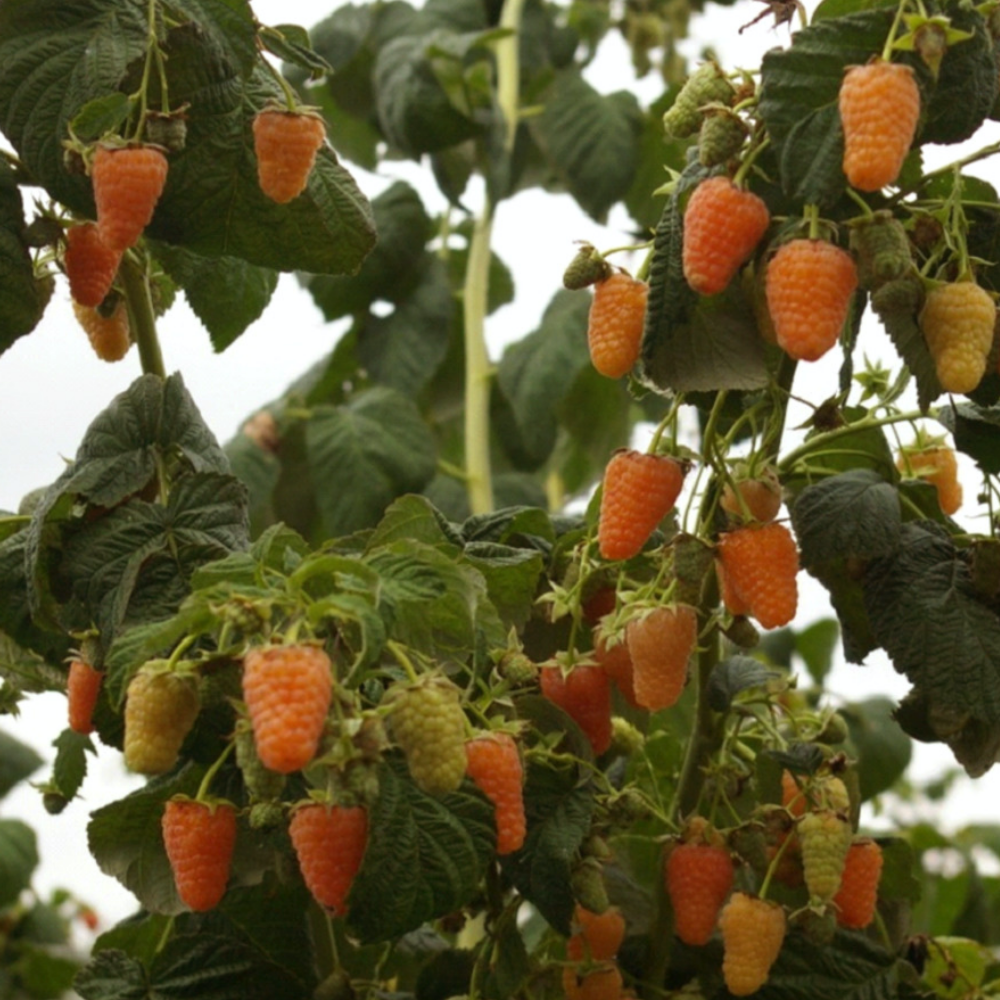 Оранжевое Чудо, саженцы малины raspberry orange chudo