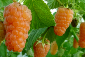 Оранжевое Чудо, саженцы малины raspberry orange chudo