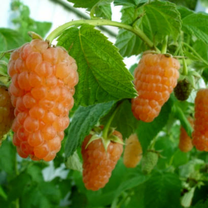 Оранжевое Чудо, саженцы малины raspberry orange chudo