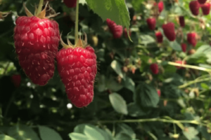 Пшехиба, Саженцы Малины raspberry pshehiba