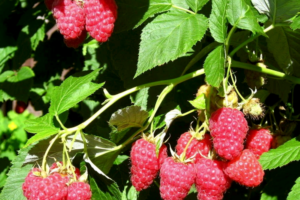 Шапка Мономаха, саженцы малины raspberry shapka monomaha