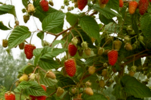 Штамбовая Сказка, саженцы малины raspberry skazka