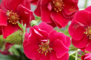 Саммер Бриз Роуз, саженцы клубники summer breeze rose
