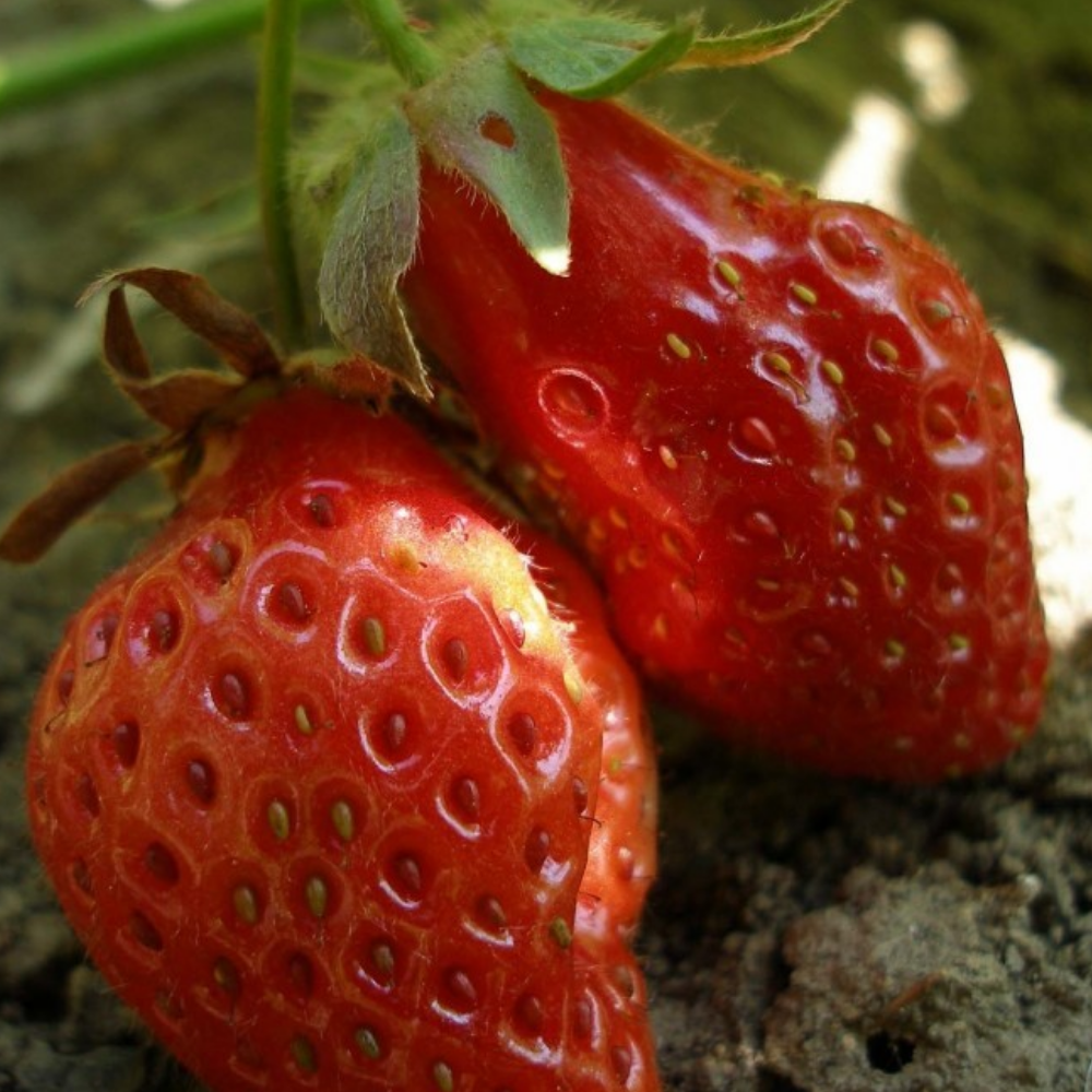 Руби Де Жардин, саженцы клубники rubis des jardins