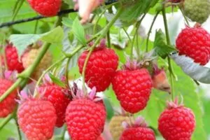 Кванза, саженцы малины Кванза, саженцы малины