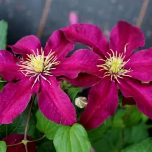 Клематис Вино (Clematis Vino) фото 3