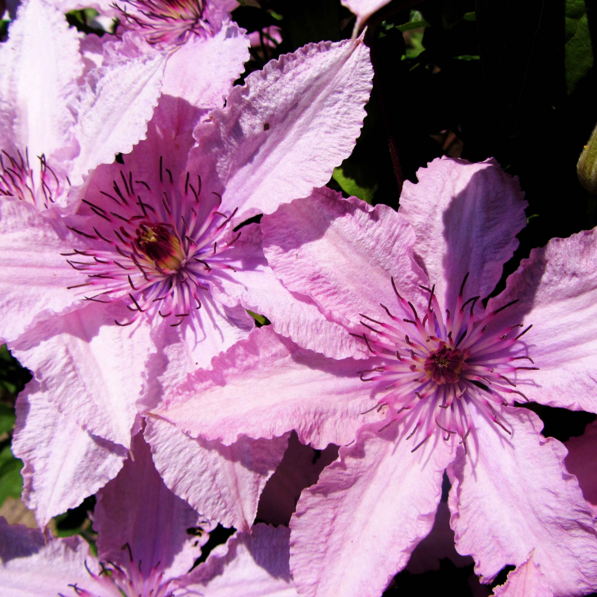 Клематис Хегли (Hagley Hybrid) Клематис Хегли (Hagley Hybrid)