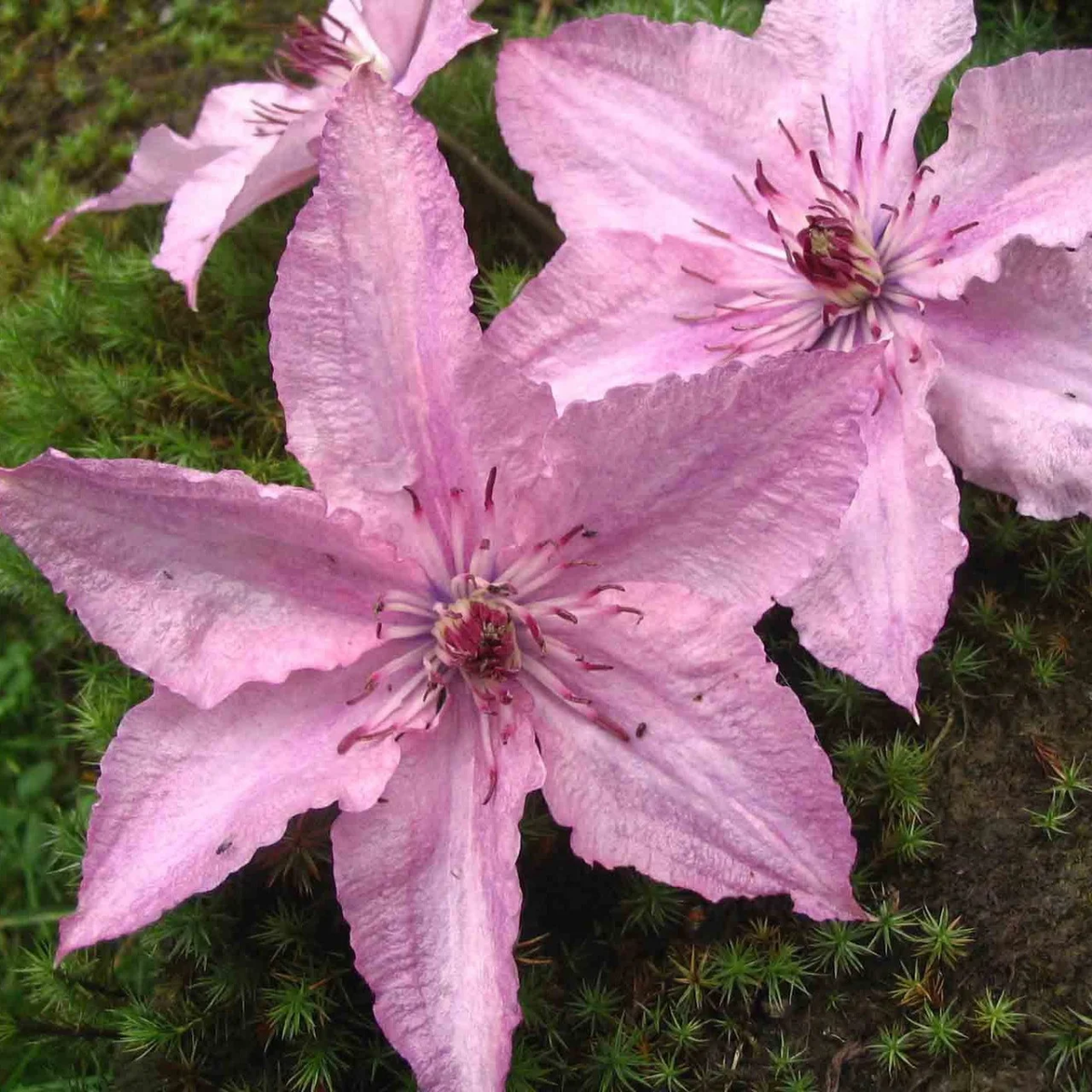 Клематис Хегли (Hagley Hybrid) Клематис Хегли (Hagley Hybrid)