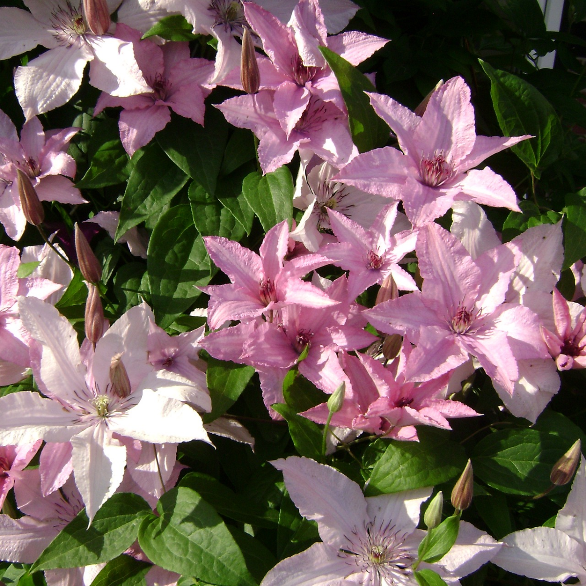 Клематис Хегли (Hagley Hybrid) Клематис Хегли (Hagley Hybrid)