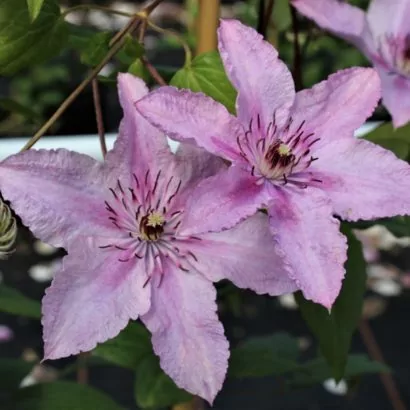 Клематис Хегли (Hagley Hybrid) Саженцы Купить клематис Хегли (Hagley Hybrid) купить в Новосибирске