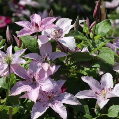 Клематис Хегли (Hagley Hybrid) Клематис Хегли (Hagley Hybrid)