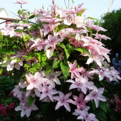 Клематис Хегли (Hagley Hybrid) Клематис Хегли (Hagley Hybrid)