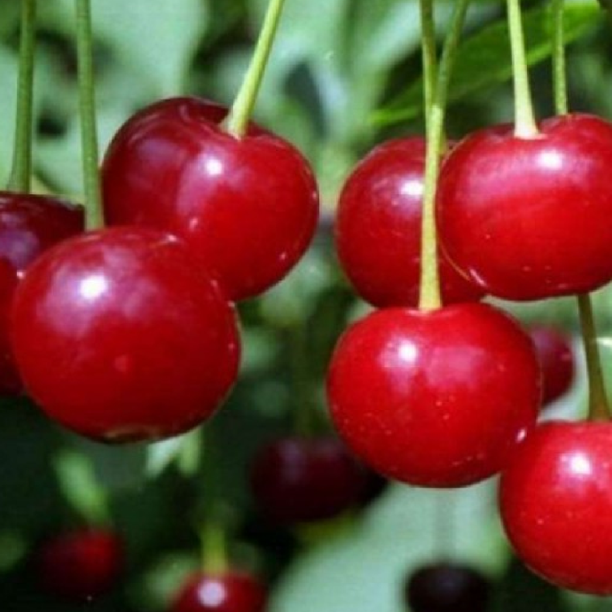Малиновка, саженцы вишни Малиновка, саженцы вишни