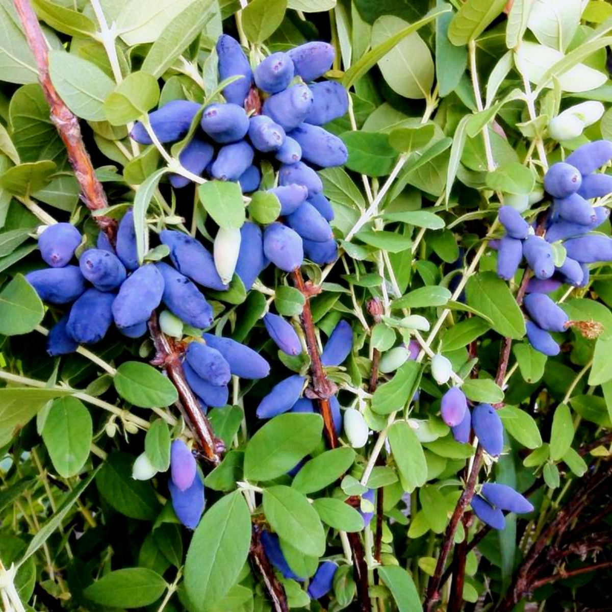 Жимолость Югана Жимолость Блю банан, канадская, (Blue Banana) саженцы