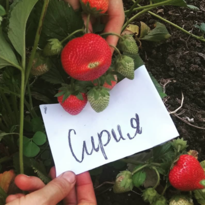 Сирия, саженцы клубники Сирия, саженцы клубники
