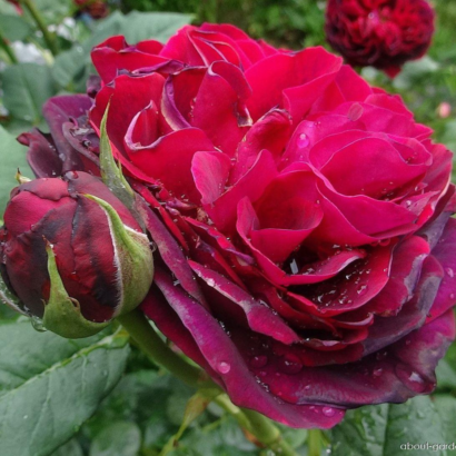Роза Астрид Графин Фон Харденберг <br>(Astrid Grafin Von Hardenberg Rose) Роза Астрид Графин Фон Харденберг <br>(Astrid Grafin Von Hardenberg Rose)