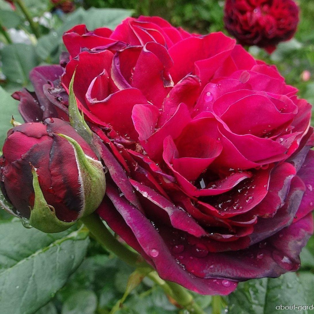 Роза Астрид Графин Фон Харденберг <br>(Astrid Grafin Von Hardenberg Rose) Роза Астрид Графин Фон Харденберг <br>(Astrid Grafin Von Hardenberg Rose)
