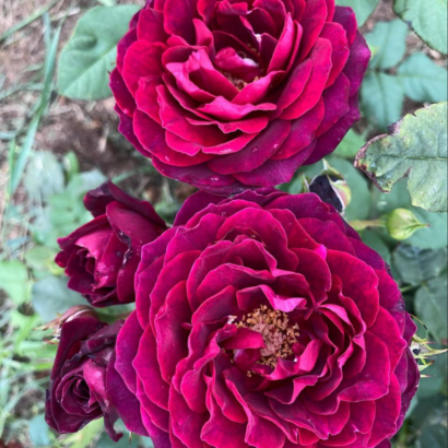Роза Астрид Графин Фон Харденберг <br>(Astrid Grafin Von Hardenberg Rose) Роза Астрид Графин Фон Харденберг <br>(Astrid Grafin Von Hardenberg Rose)