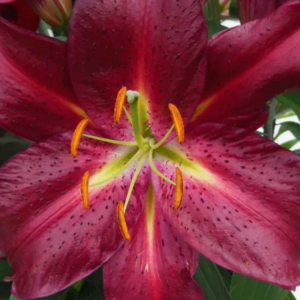 Лилия Авинжер (Lilium Avinger) фото 2