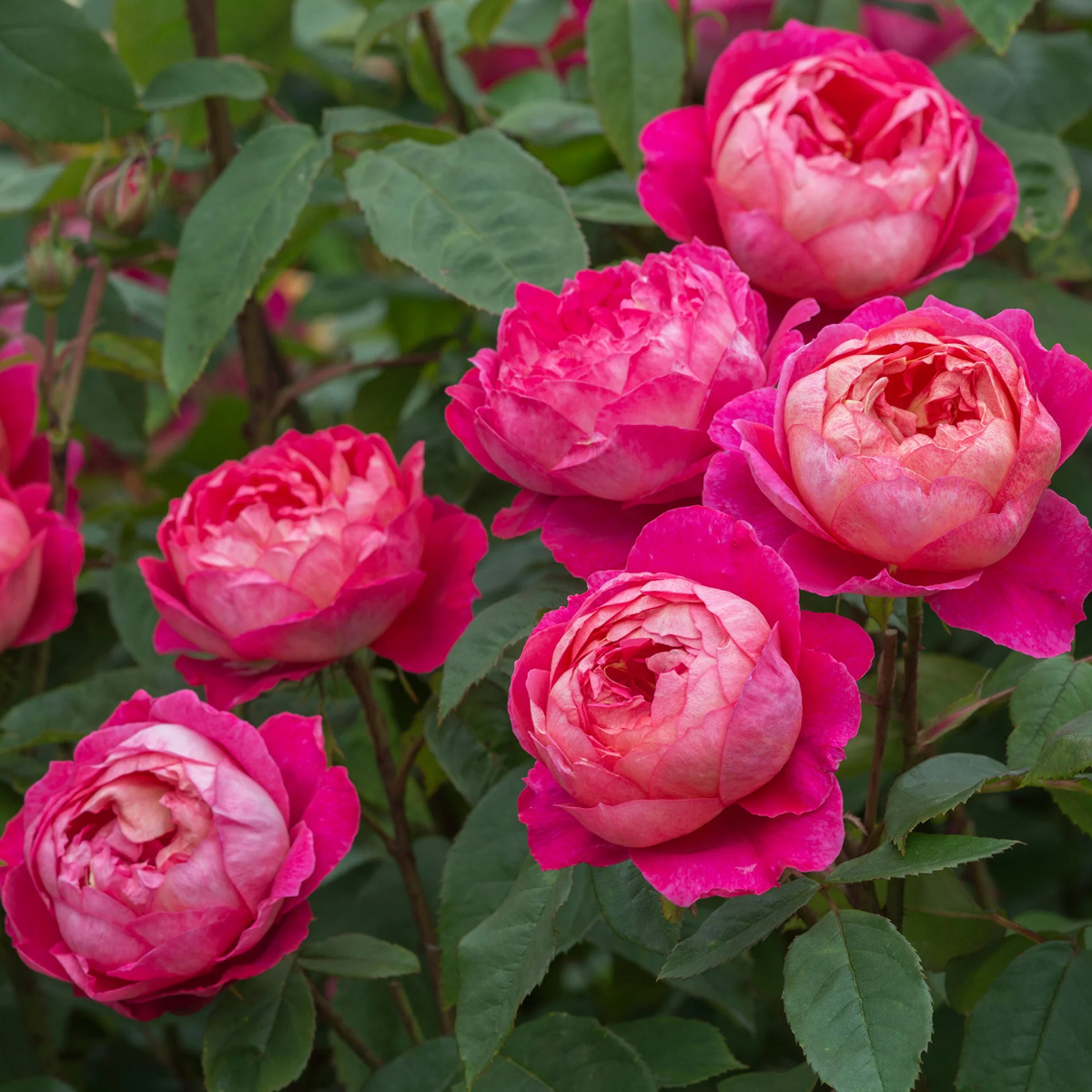 Роза Бенджамин Бриттен Остин <br>(Benjamin Britten Austin Rose) Роза Бенджамин Бриттен Остин Benjamin Britten Austin Rose) купить саженцы в Новосибирске.
