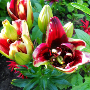 Лилия Канари Ворф (Lilium Canary Wharf) фото 4