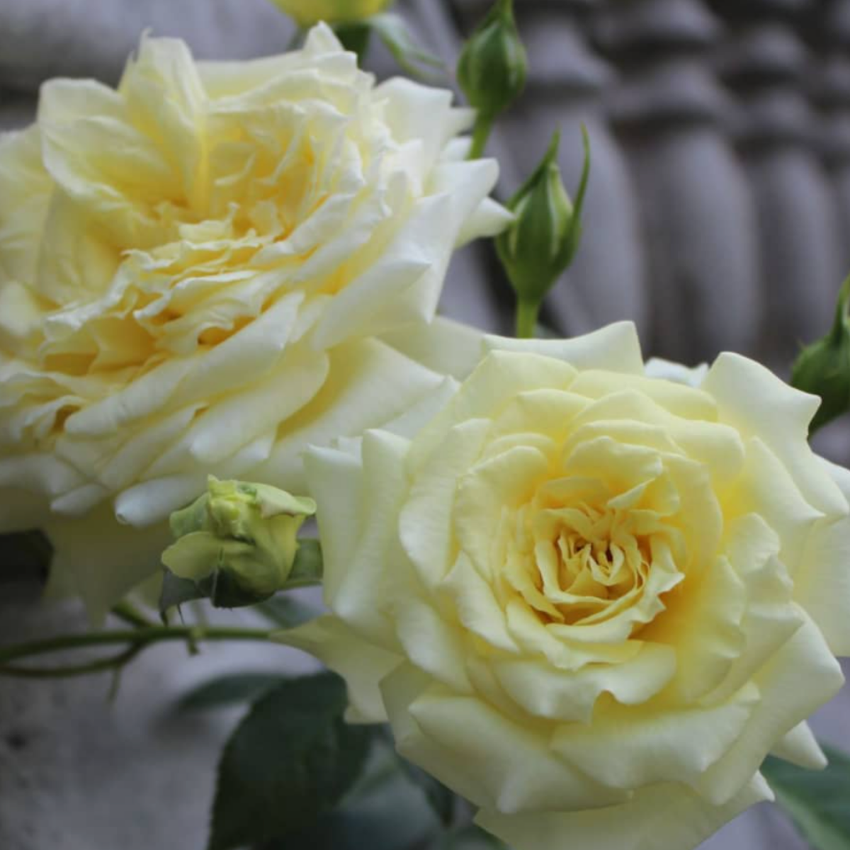 Роза Эльф<br> (Elfe) Роза Эльф<br> (Elfe)