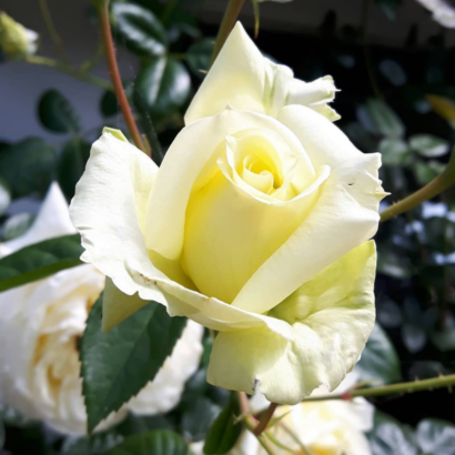 Роза Эльф<br> (Elfe) Роза Эльф<br> (Elfe)