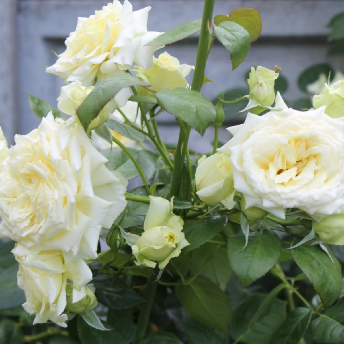 Роза Эльф<br> (Elfe) Роза Эльф<br> (Elfe)