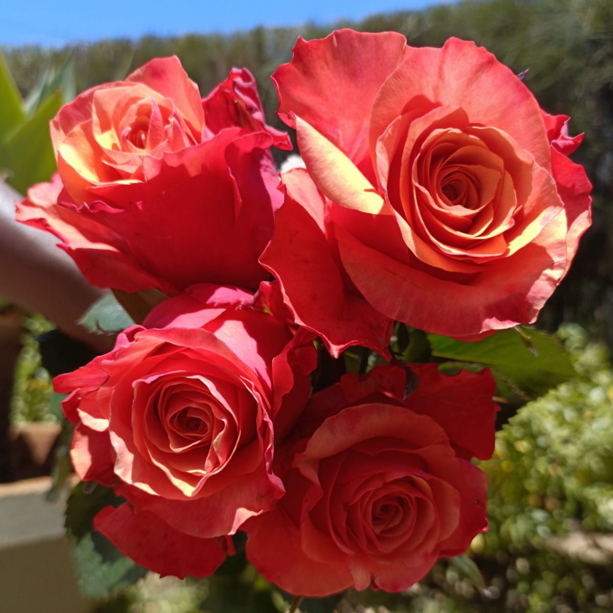 Роза Испания <br>(Espana Rose) Роза Испания (Espana Rose) купить саженцы в Новосибирске.