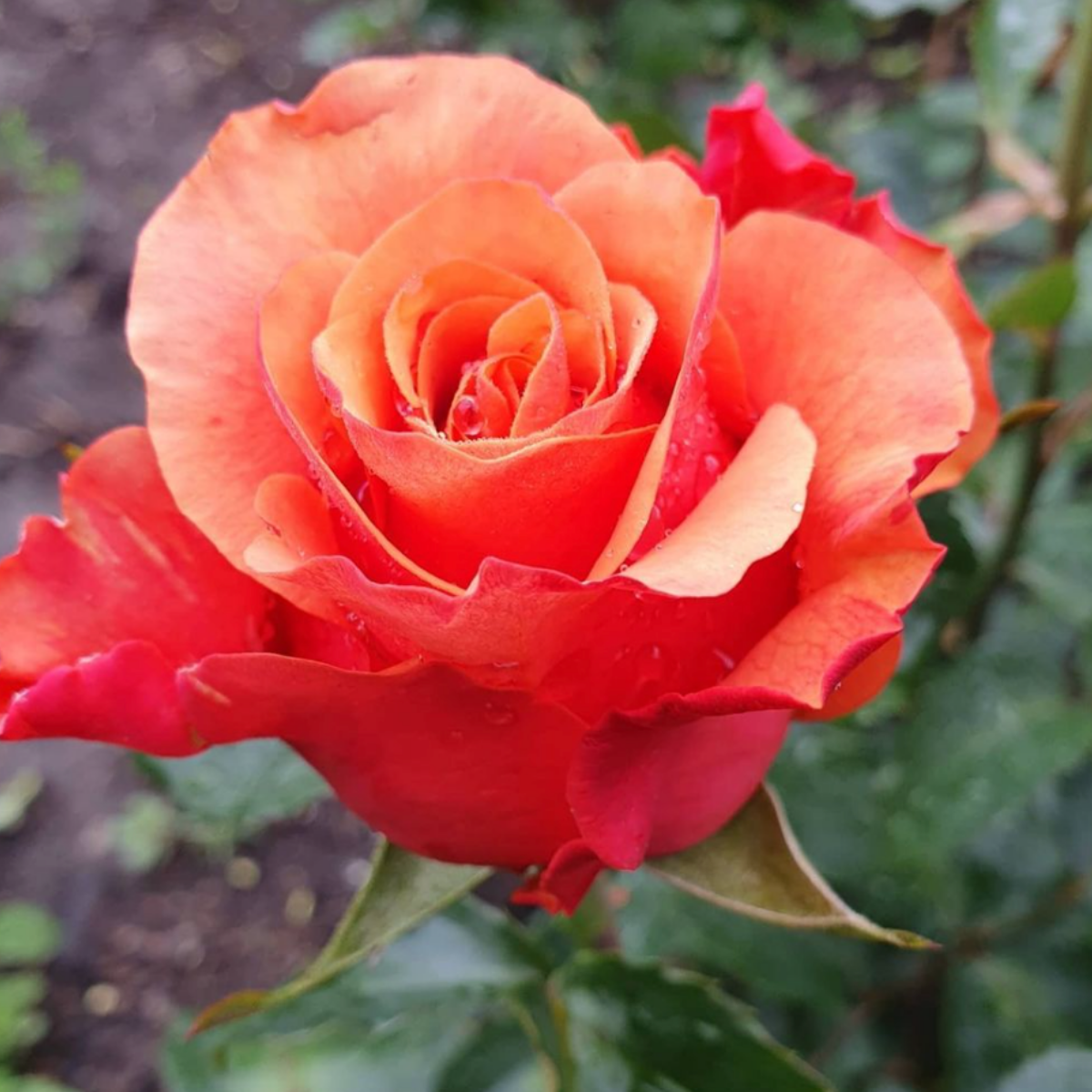 Роза Испания <br>(Espana Rose) Роза Испания (Espana Rose) купить саженцы в Новосибирске.