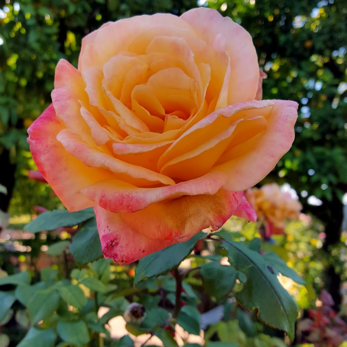 Роза Испания <br>(Espana Rose) Роза Испания <br>(Espana Rose)