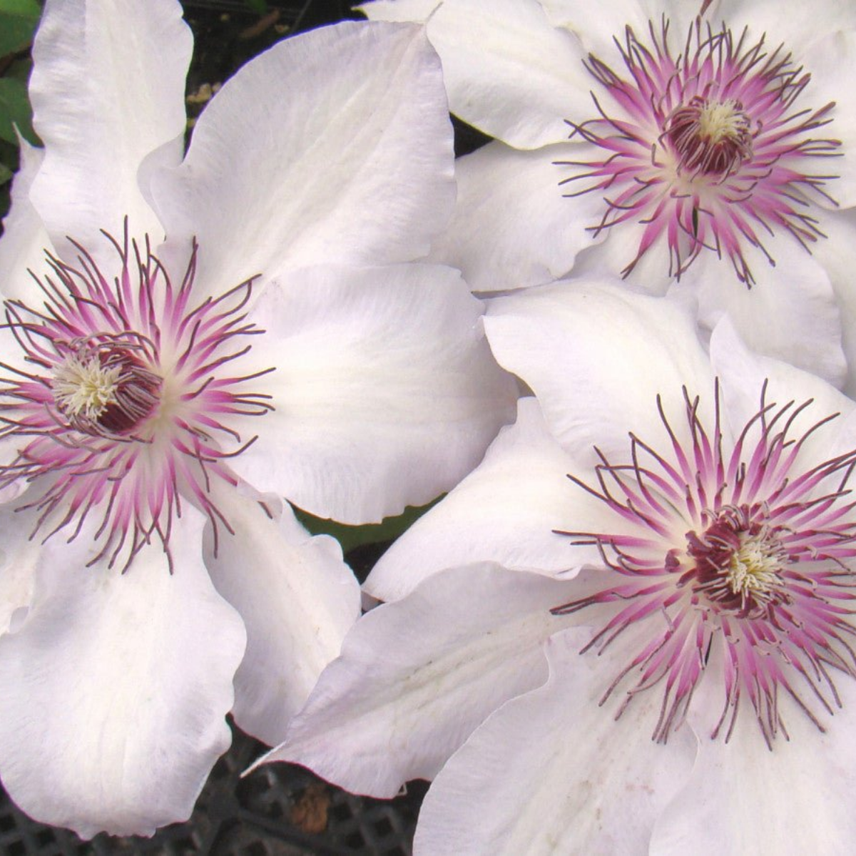 Клематис Фэйр Розамунд (Clematis Fair Rosamond) Саженцы Клематис Фейр Розамунд (Clematis Fair Rosamond) Купить в Новосибирске.
