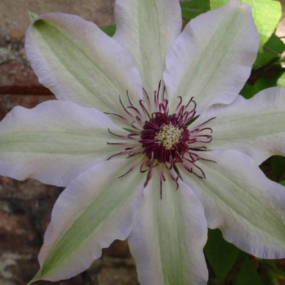 Клематис Фэйр Розамунд (Clematis Fair Rosamond) Клематис Фэйр Розамунд (Clematis Fair Rosamond)