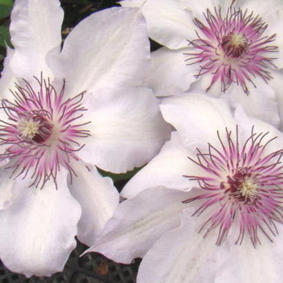 Клематис Фэйр Розамунд (Clematis Fair Rosamond) Клематис Фэйр Розамунд (Clematis Fair Rosamond)