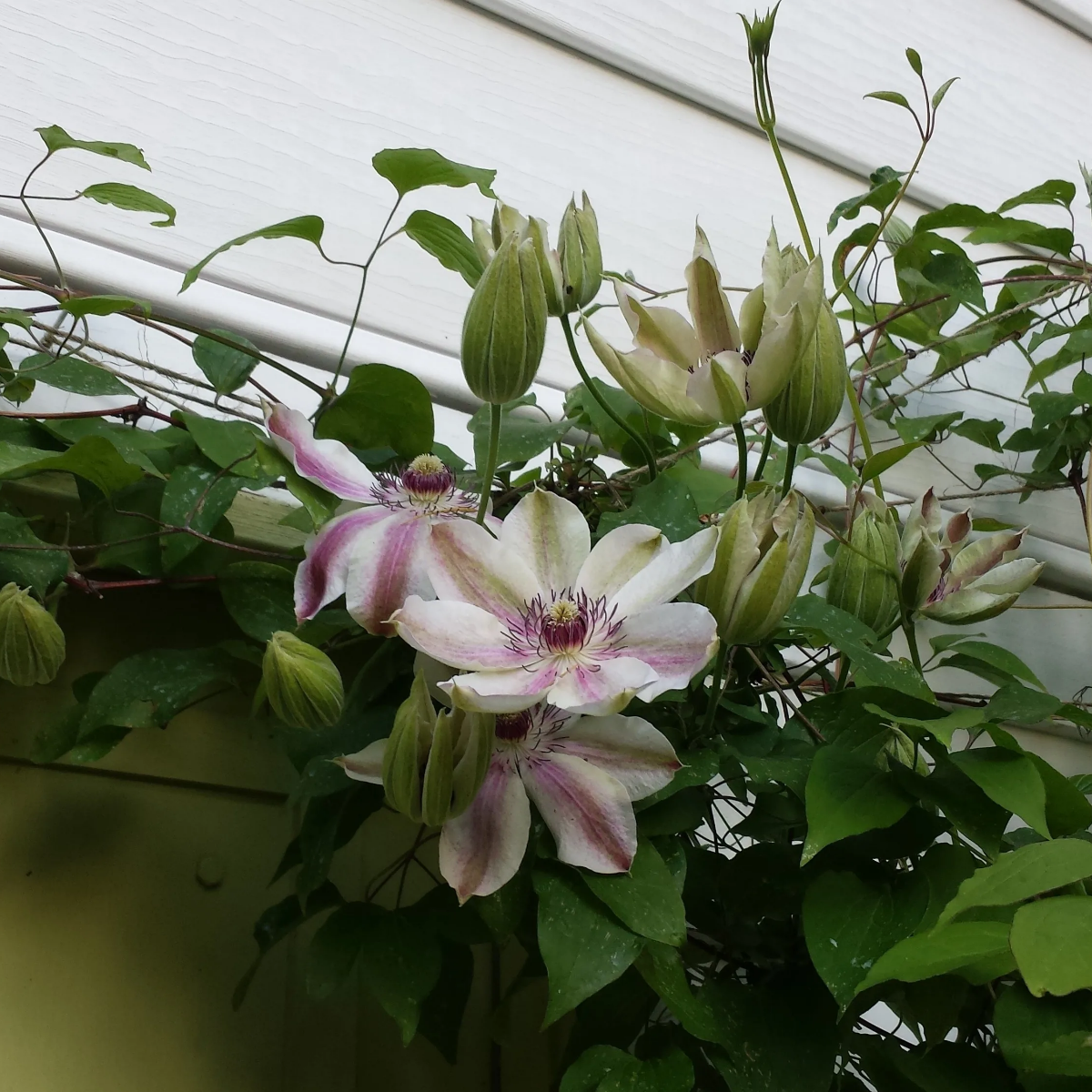 Клематис Фэйр Розамунд (Clematis Fair Rosamond) Клематис Фэйр Розамунд (Clematis Fair Rosamond)