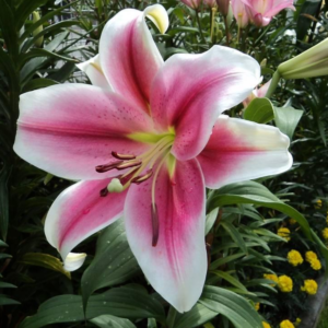 Лилия Пинк Брилиант (Lilium Pink Brilliant) фото 4