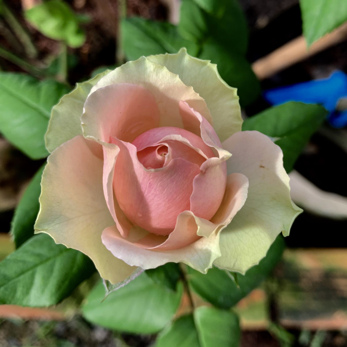 Роза ПитаХайя<br>(Pitahaya Rose) Роза ПитаХайя<br>(Pitahaya Rose)