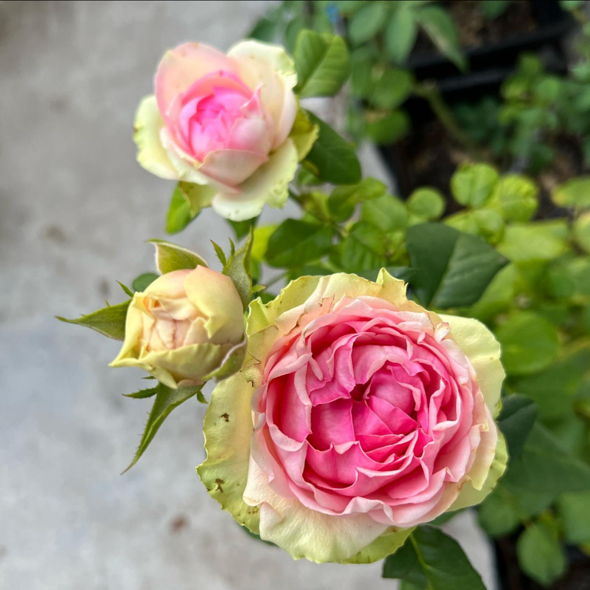 Роза ПитаХайя<br>(Pitahaya Rose) Роза ПитаХайя<br>(Pitahaya Rose)