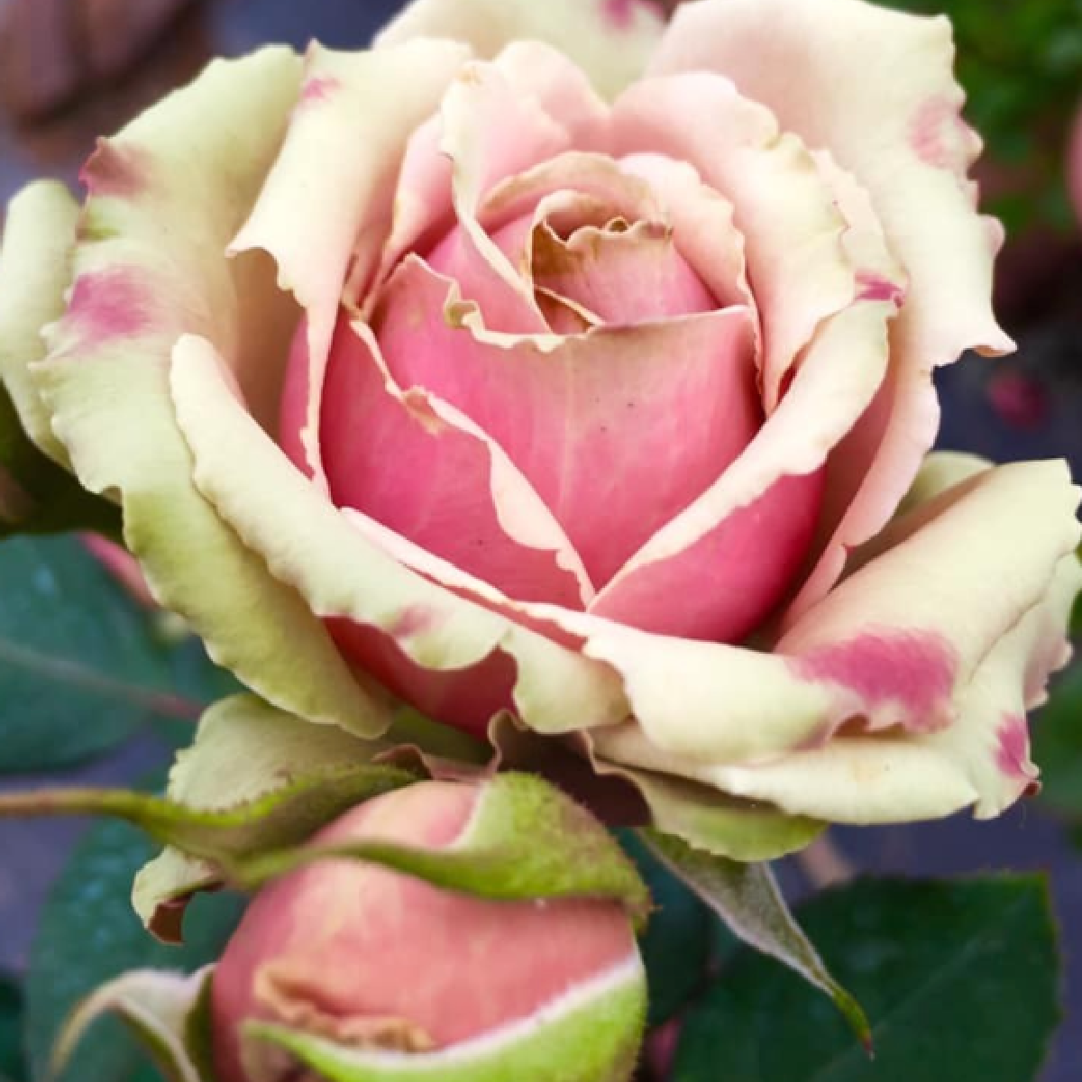 Роза ПитаХайя<br>(Pitahaya Rose) Роза ПитаХайя (Pitahaya Rose) купить саженцы в Новосибирске.