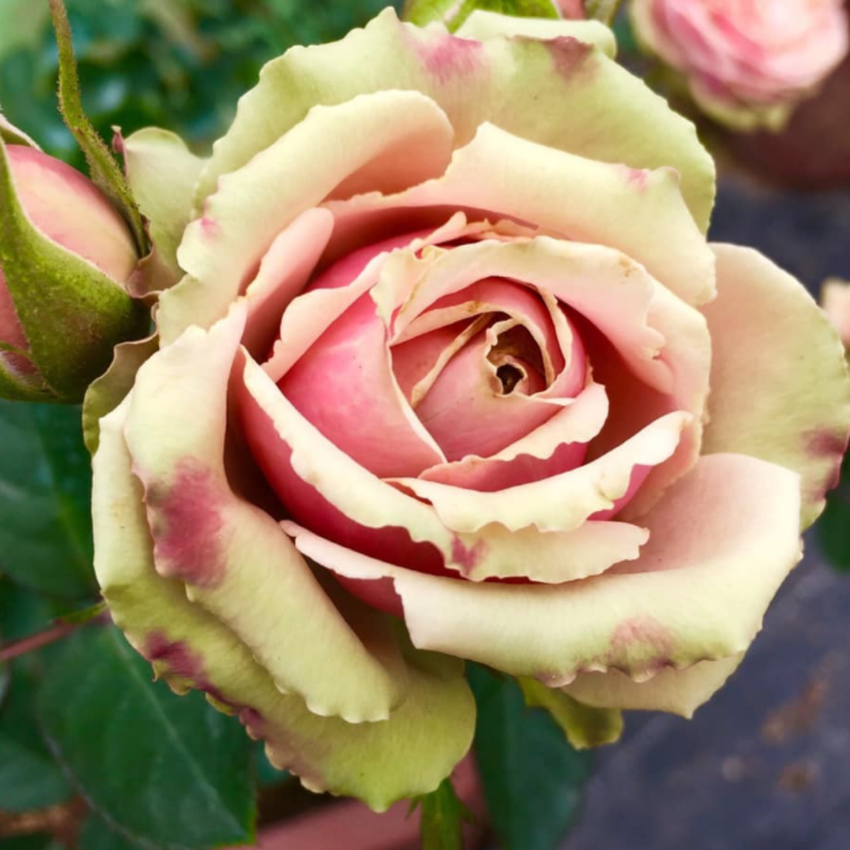 Роза ПитаХайя<br>(Pitahaya Rose) Роза ПитаХайя<br>(Pitahaya Rose)