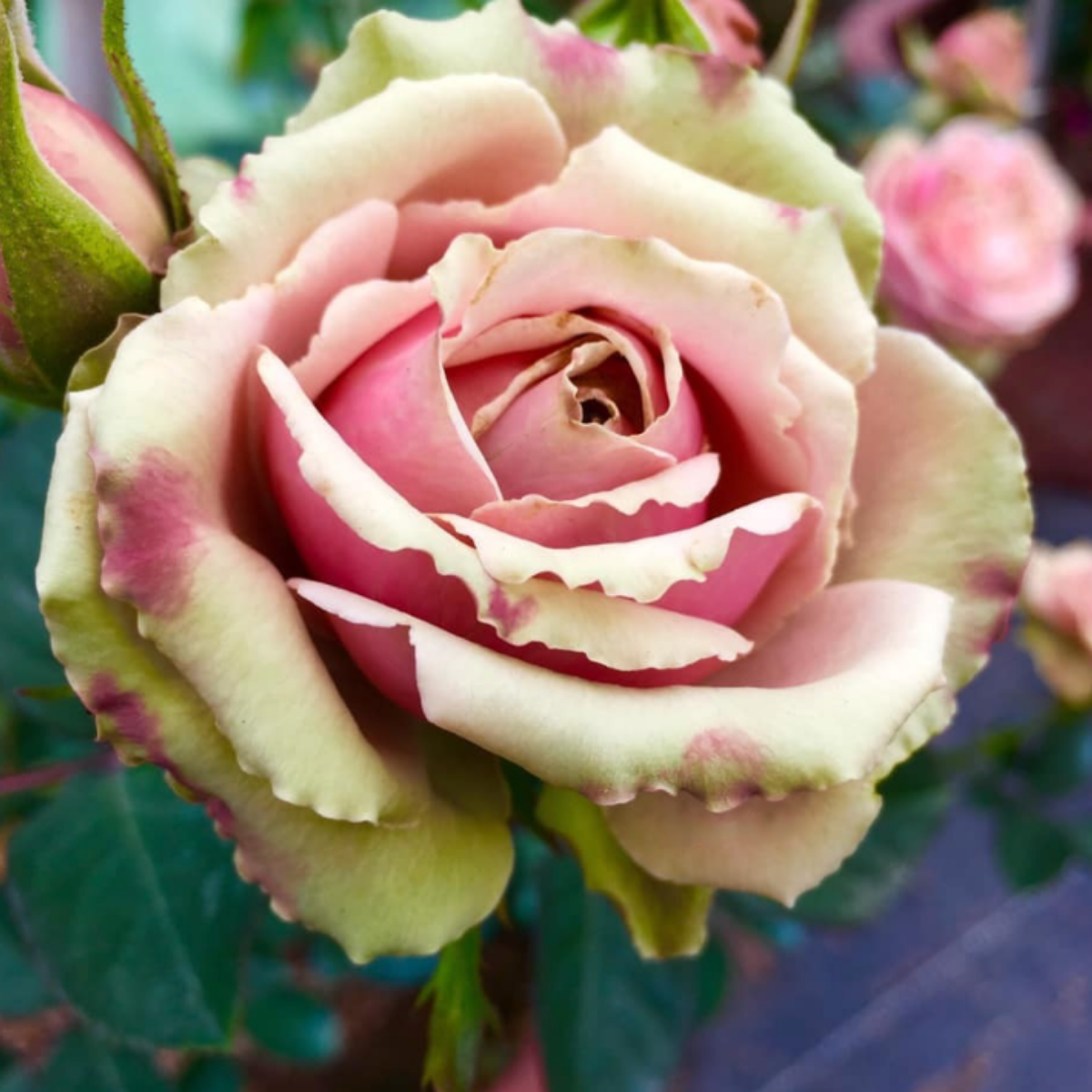 Роза ПитаХайя<br>(Pitahaya Rose) Роза ПитаХайя<br>(Pitahaya Rose)